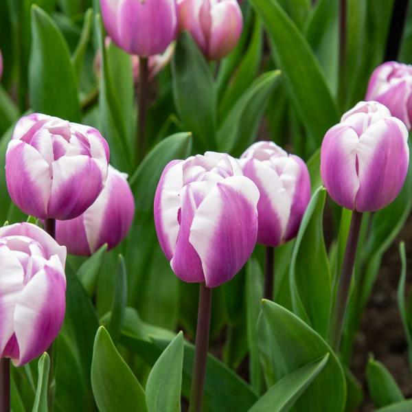 Bulbes à fleurs à planter à l'automne - Tulipe Triomphe Librije (x8) - face recto